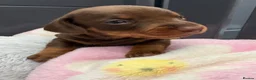 Miniature Dachshund dogs for sale: 🌟  Miniature Dachshund Pups!! KC & PRA clear🌟 in Saint Helens - Advert 33