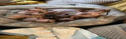 Sphynx cats for sale: Last 2 girls reduced  - Advert 1