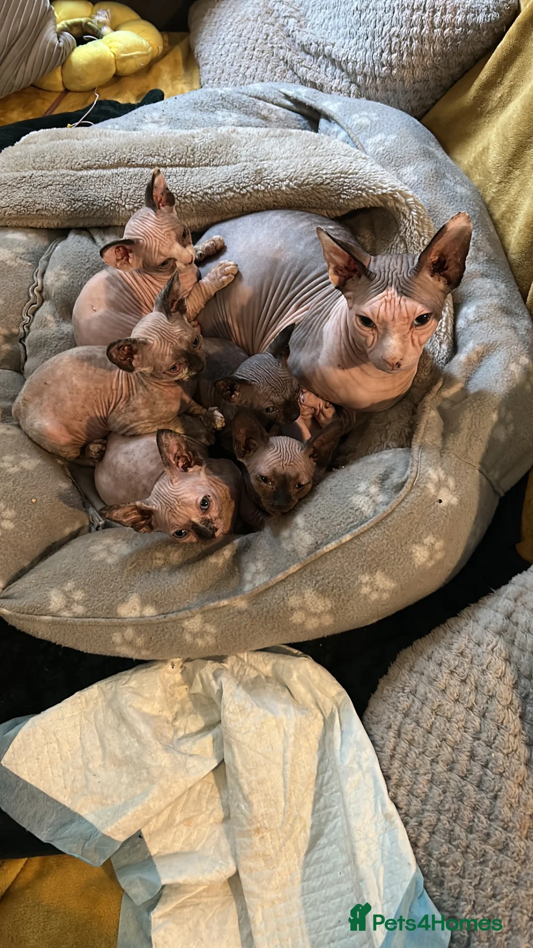Sphynx cats for sale: Last 2 girls reduced  - Advert 1