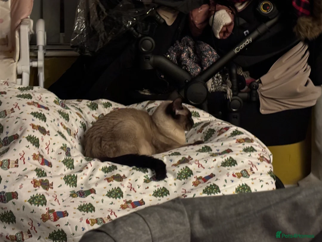 Mixed Breed cats for sale: Maine coon cross Siamese kitten  - Advert 3