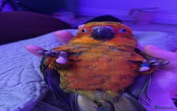 Ringnecks birds for sale: Baby sun conure  in Redcar - Image 8