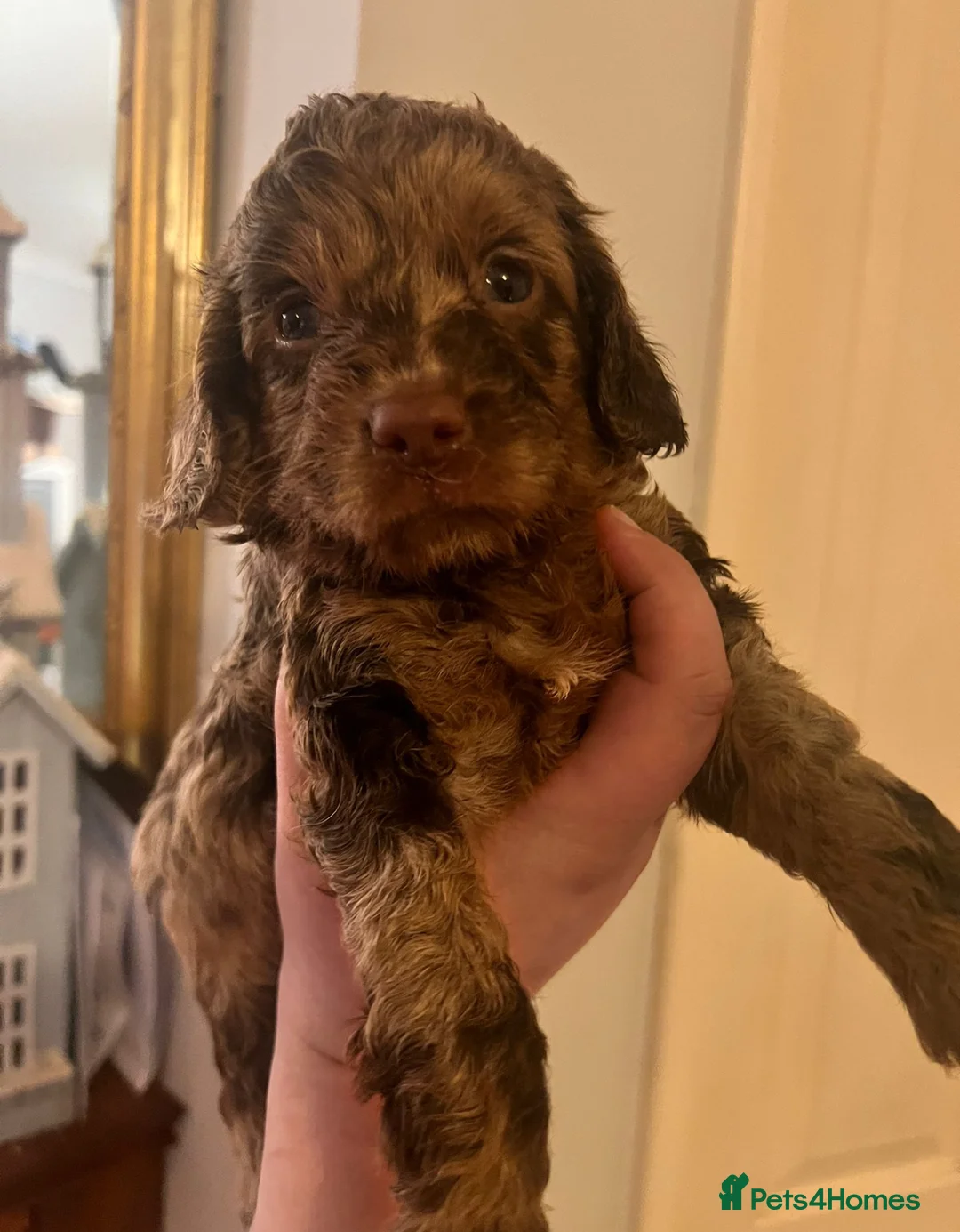 Miniature Poodle dogs for stud: Chocolate Phantom Merle Mini Poodle Stud in Ringwood - Advert 6