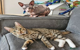 Mixed Breed cats for sale: 2 beautiful girls available  - Image 1