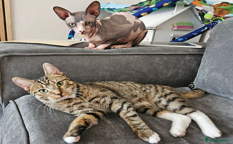 Mixed Breed cats - Advert 1