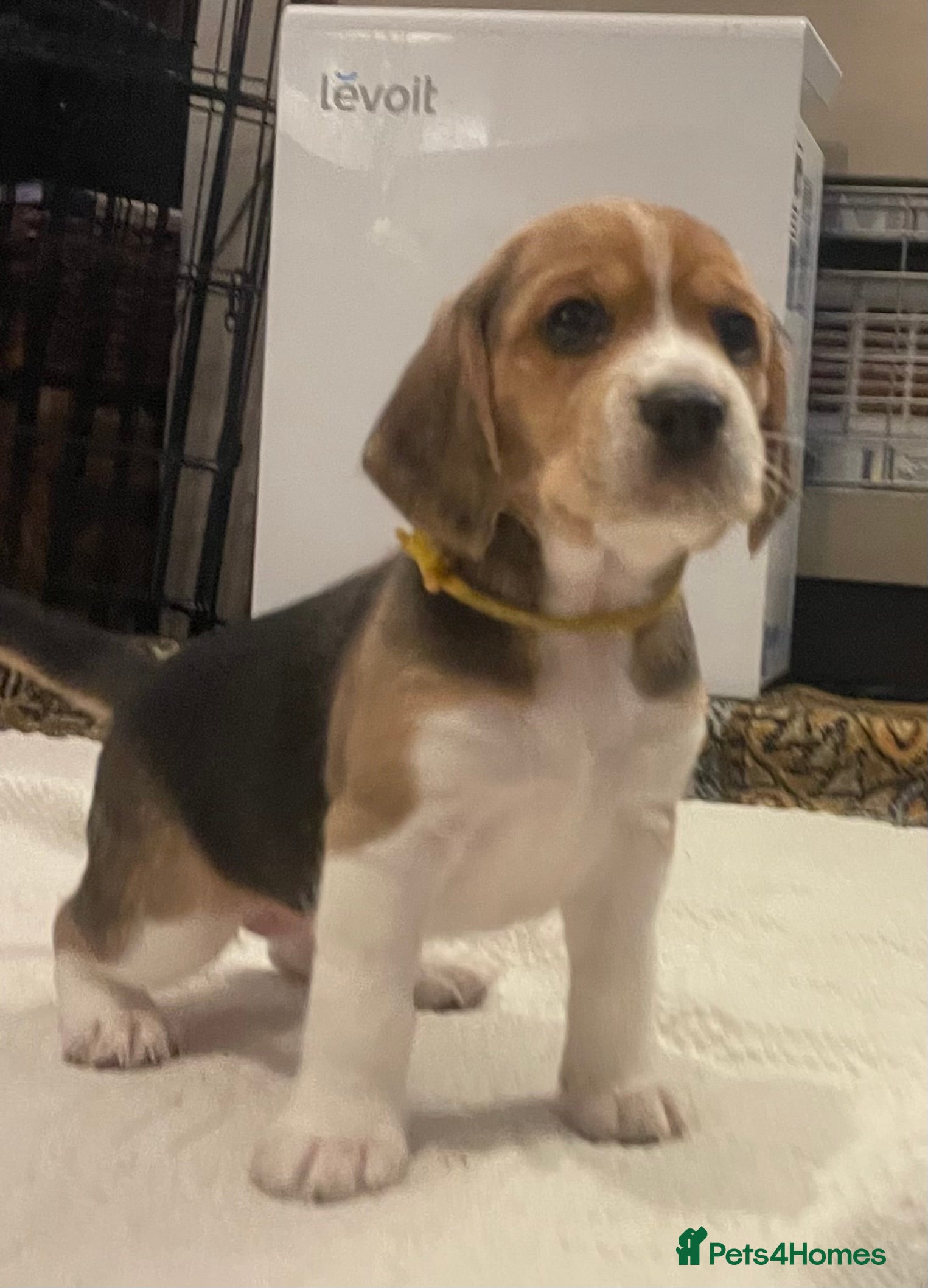 Beagle dogs Beagle – Beautiful Traditional Tri-Colour Beagles - Advert 4