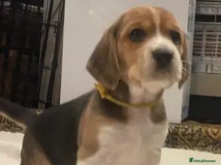 Beagle dogs Beagle – Beautiful Traditional Tri-Colour Beagles - Advert 4