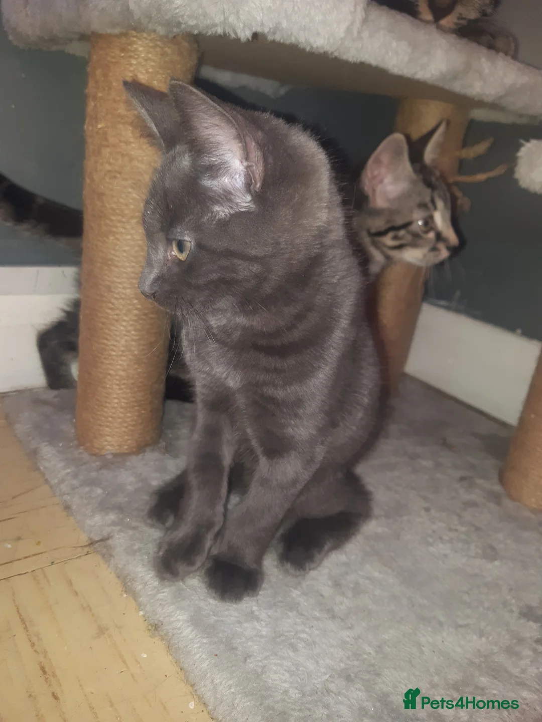 Mixed Breed cats for sale: Turtle shell 11 weeks old  in Grays - Advert 2