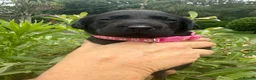 Labrador Retriever dogs for sale: Beautiful KC Black Labrador Retriever Puppies  - Advert 12