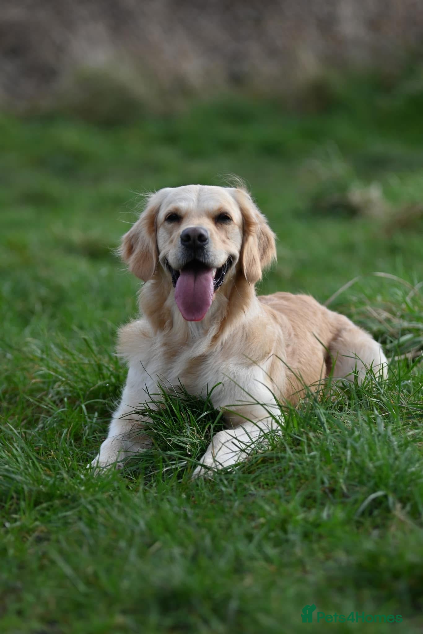 Golden Retriever dogs Golden Retriever Litter OPEN FOR RESERVATION - Advert 1
