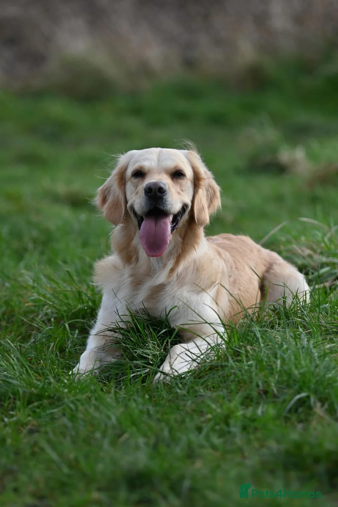 Golden Retriever dogs for sale: *NEW LITTER* GOLDEN PUPPIES! OPEN FOR RESERVATION! - Advert 1