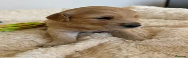 Golden Retriever Puppy 3