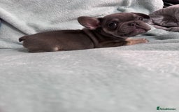 French Bulldog dogs for sale: 5 Male French Bulldog Puppies - Image 20