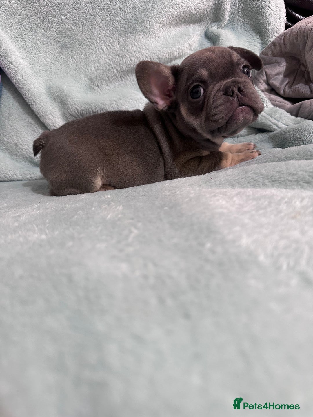 French Bulldog dogs for sale: 5 Male French Bulldog Puppies - Image 20