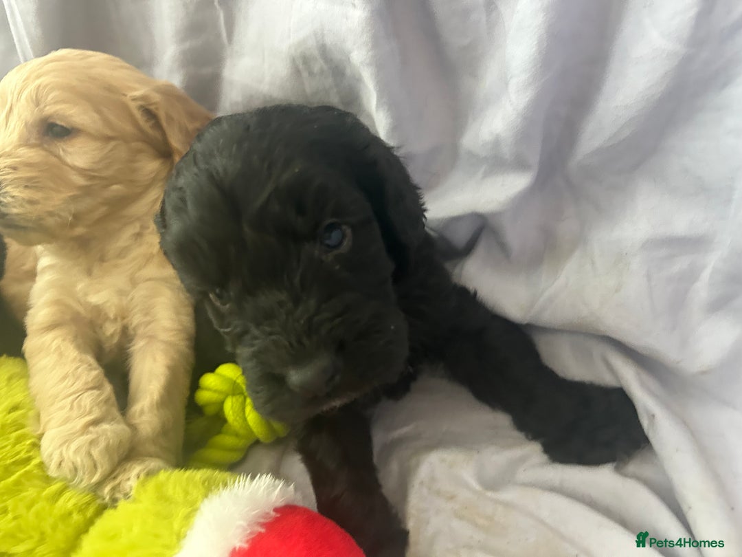 Cockapoo dogs for sale: F1 cockapoo puppies  - Advert 8