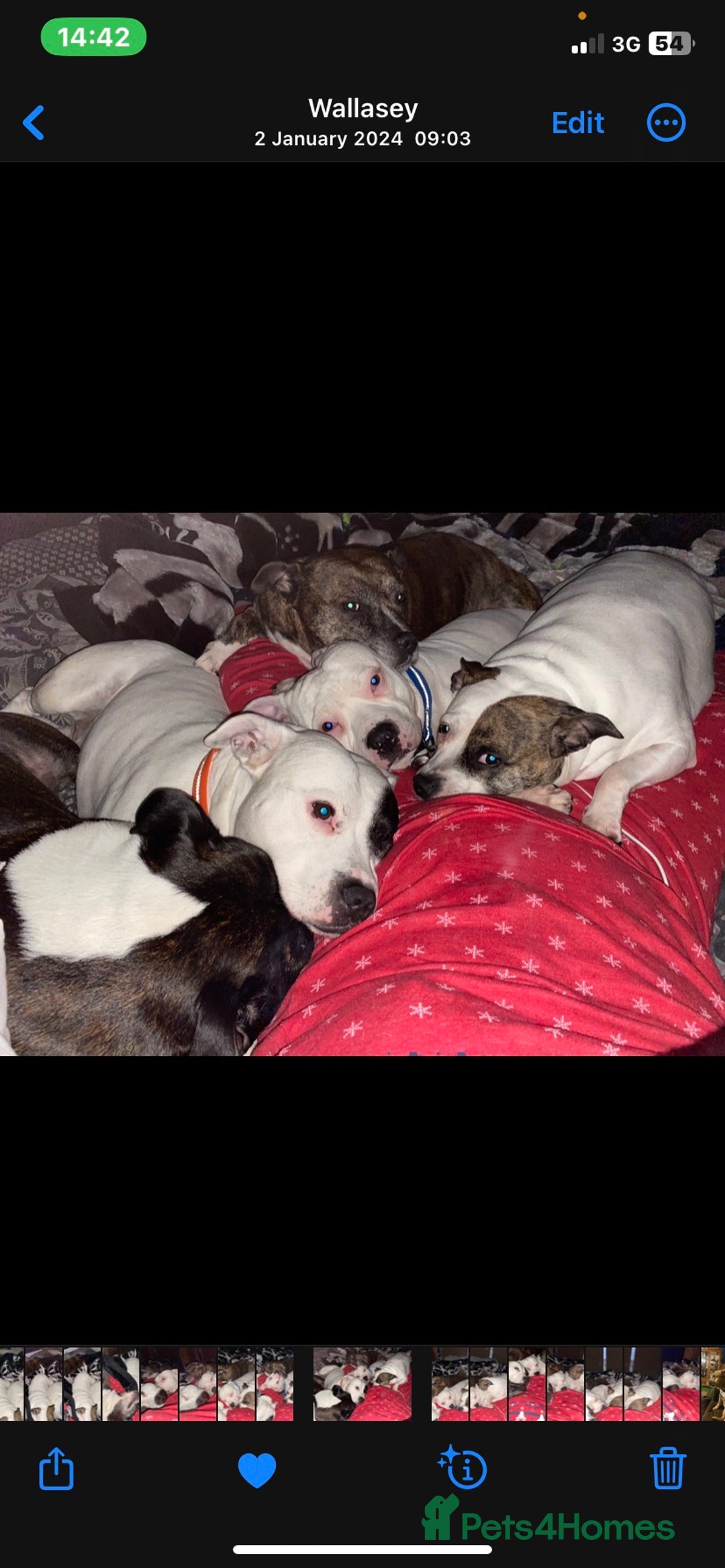 Staffordshire Bull Terrier dogs for stud: White Male Staffy for Stud (Free) - Image 5