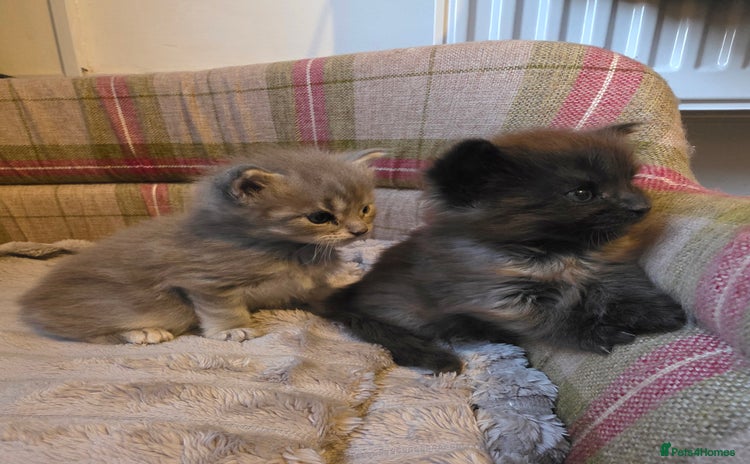Maine Coon cats - Advert 2
