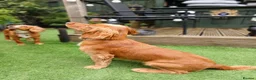 Cocker Spaniel dogs for stud: KC registered Working Cocker Spaniel. in Consett - Advert 8