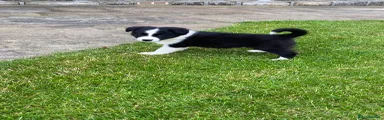 Border Collie 2