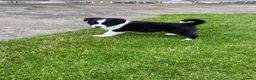 Border Collie dogs for sale: Beautiful Border Collie puppies for sale - Advert 10