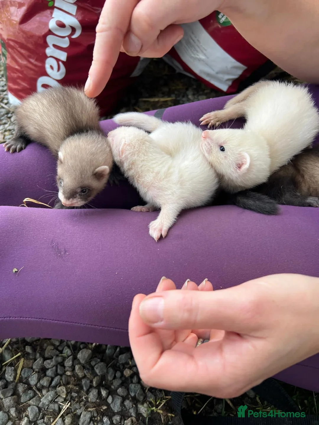 Ferret rodents for sale: 2 litters of ferret kits for sale in Holyhead - Advert 2