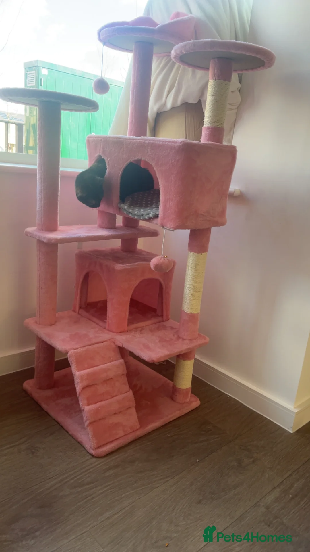 Mixed Breed cats for sale: Shadow is her name she is 1 years old  in Milton Keynes - Advert 3