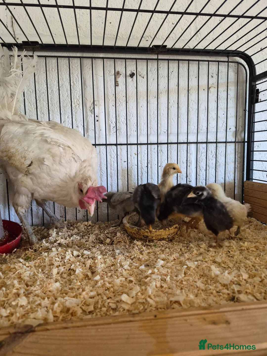 Chickens poultry for sale: Hen and 8 mixed chicks for sale - Advert 2