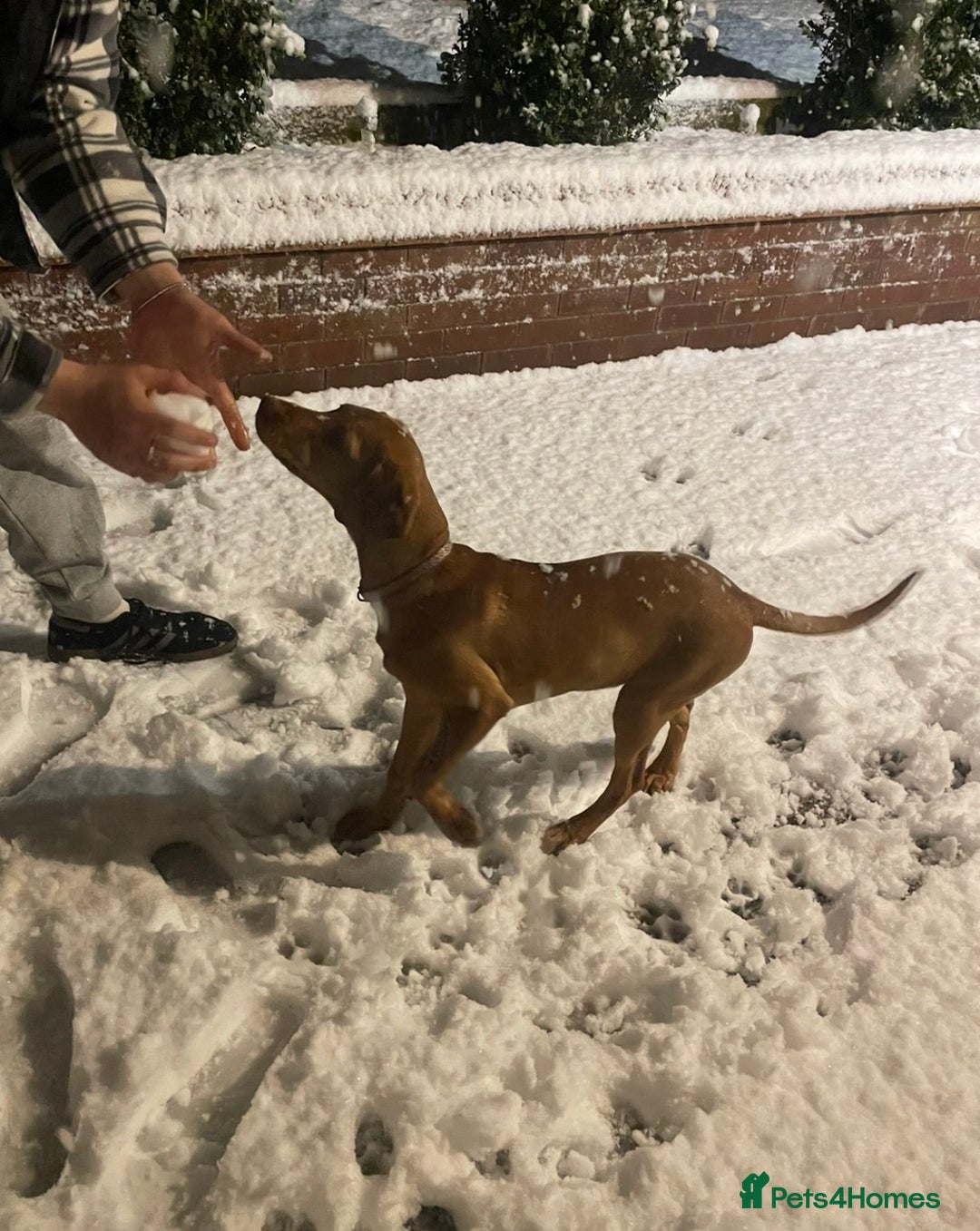 Labrador Retriever dogs for sale: Red fox Labrador for rehoming (NOT A LITTER) - Advert 5