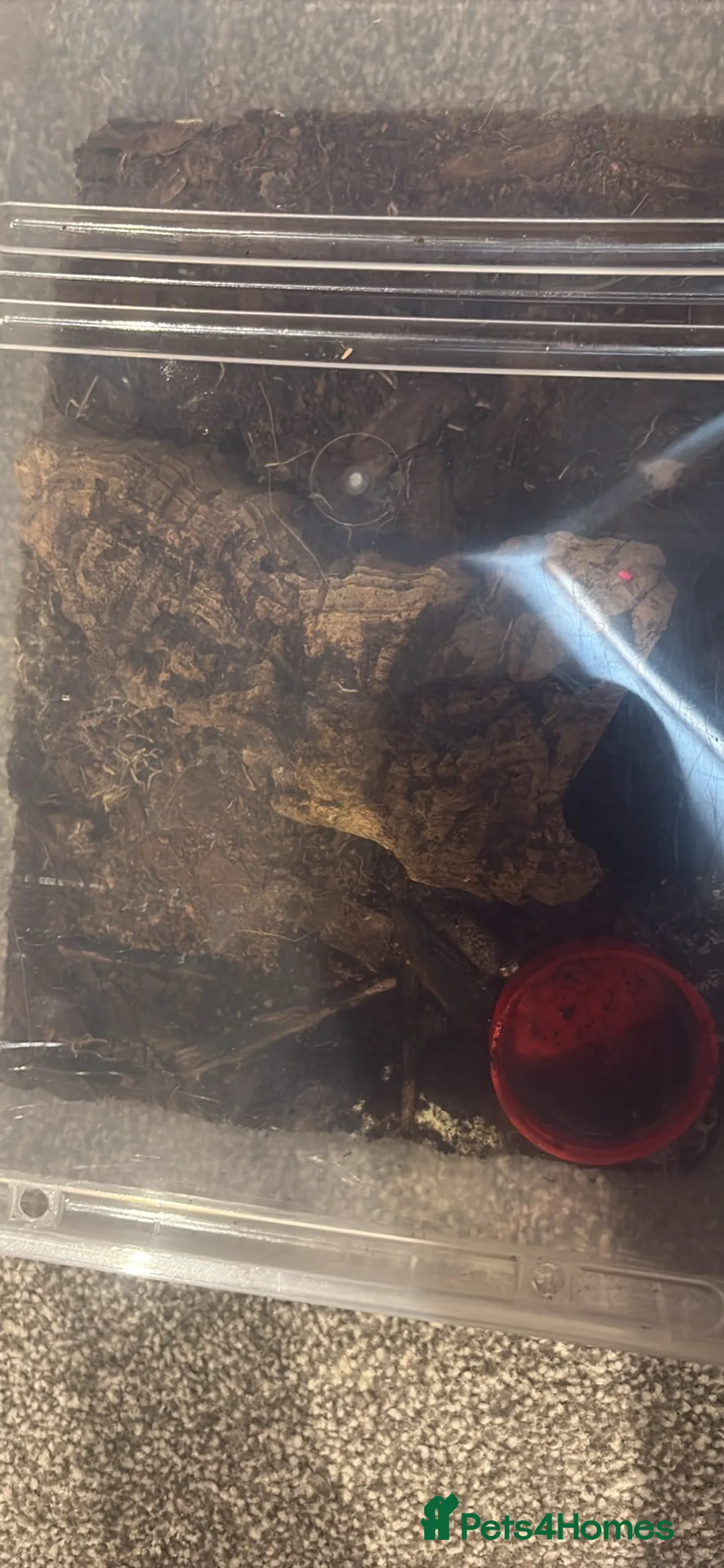 Scorpions invertebrates for sale: Asian forest scorpion in Bracknell - Advert 5