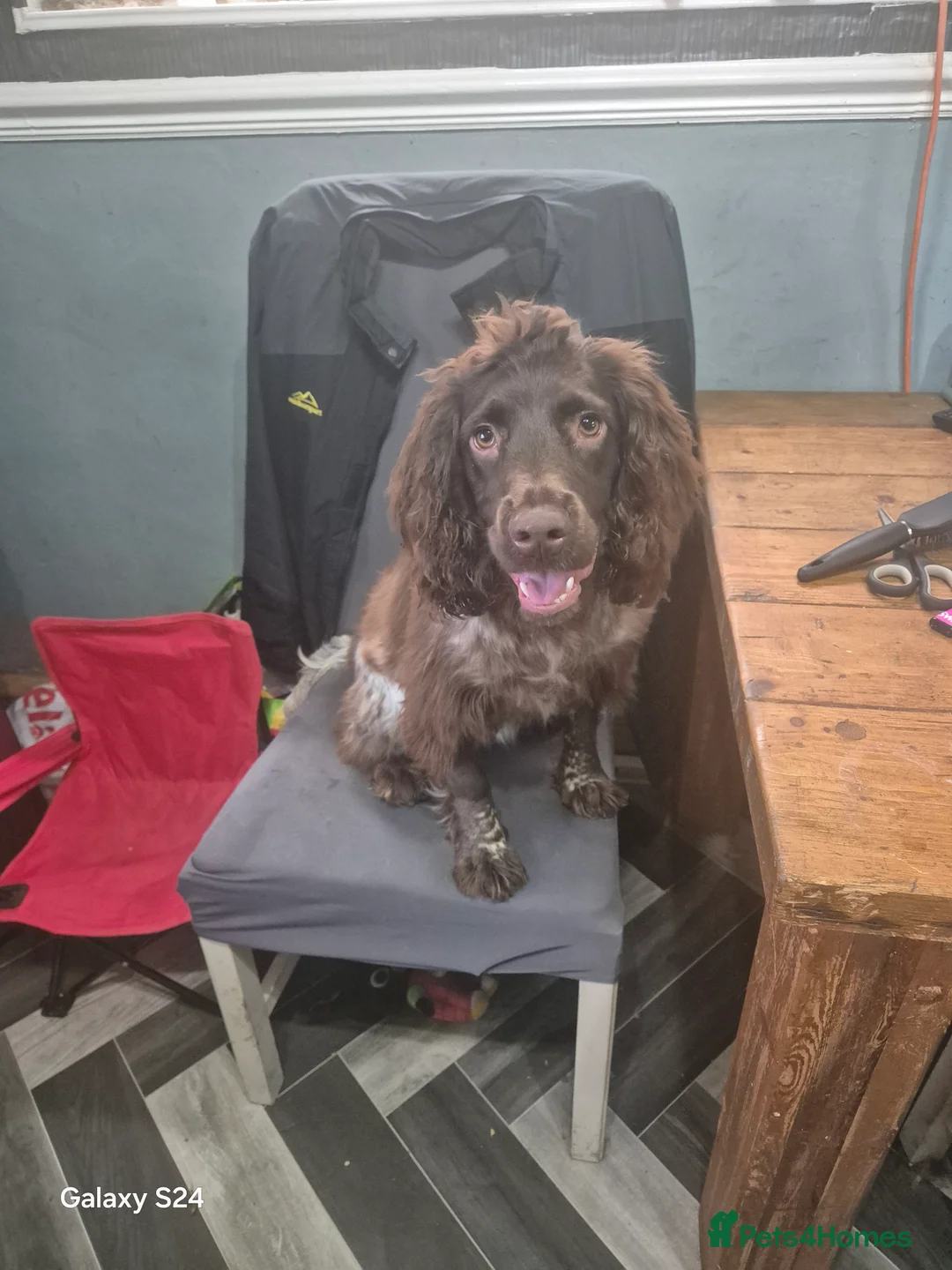 Cocker Spaniel dogs for sale: Cocker spaniel girl - Advert 2