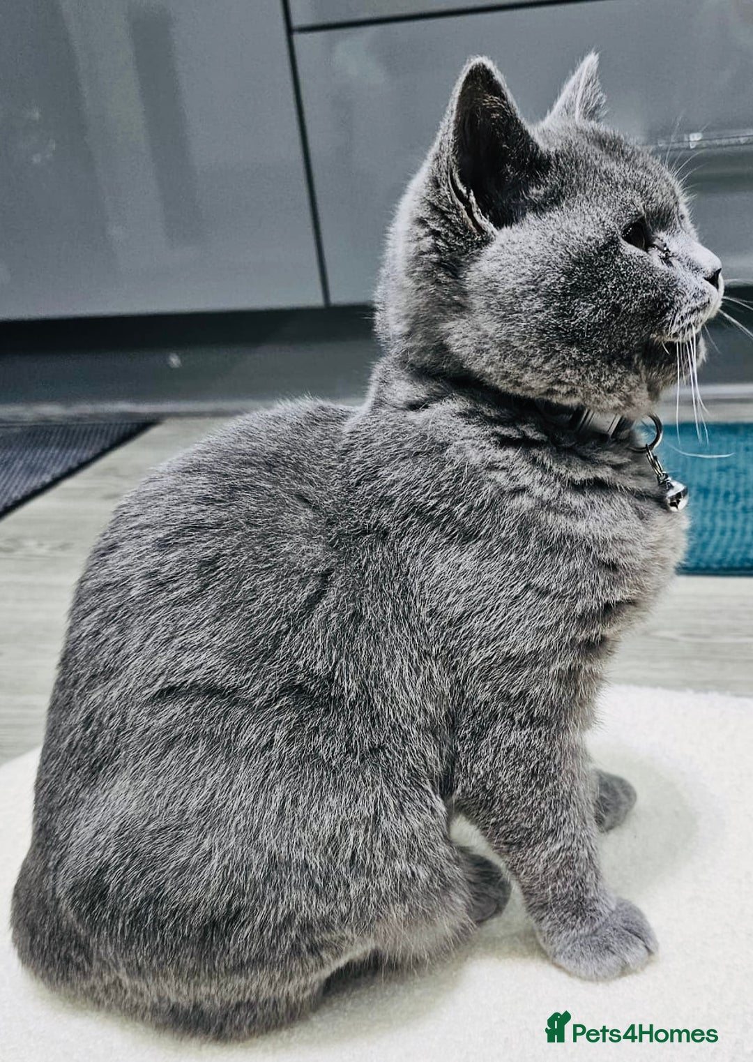 British Shorthair cats for sale: Stunning Blue British Shorthair Kitten 19 Weeks! - Advert 6