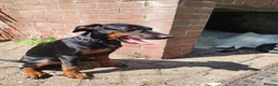 Dobermann dogs for sale: Adorable Doberman puppies PRICE REDUCTION £1650 - Advert 5