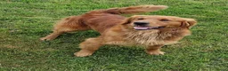 Flat coated Retriever dogs for sale: Beautiful Flat coated xGolden retriever puppies. - Advert 2