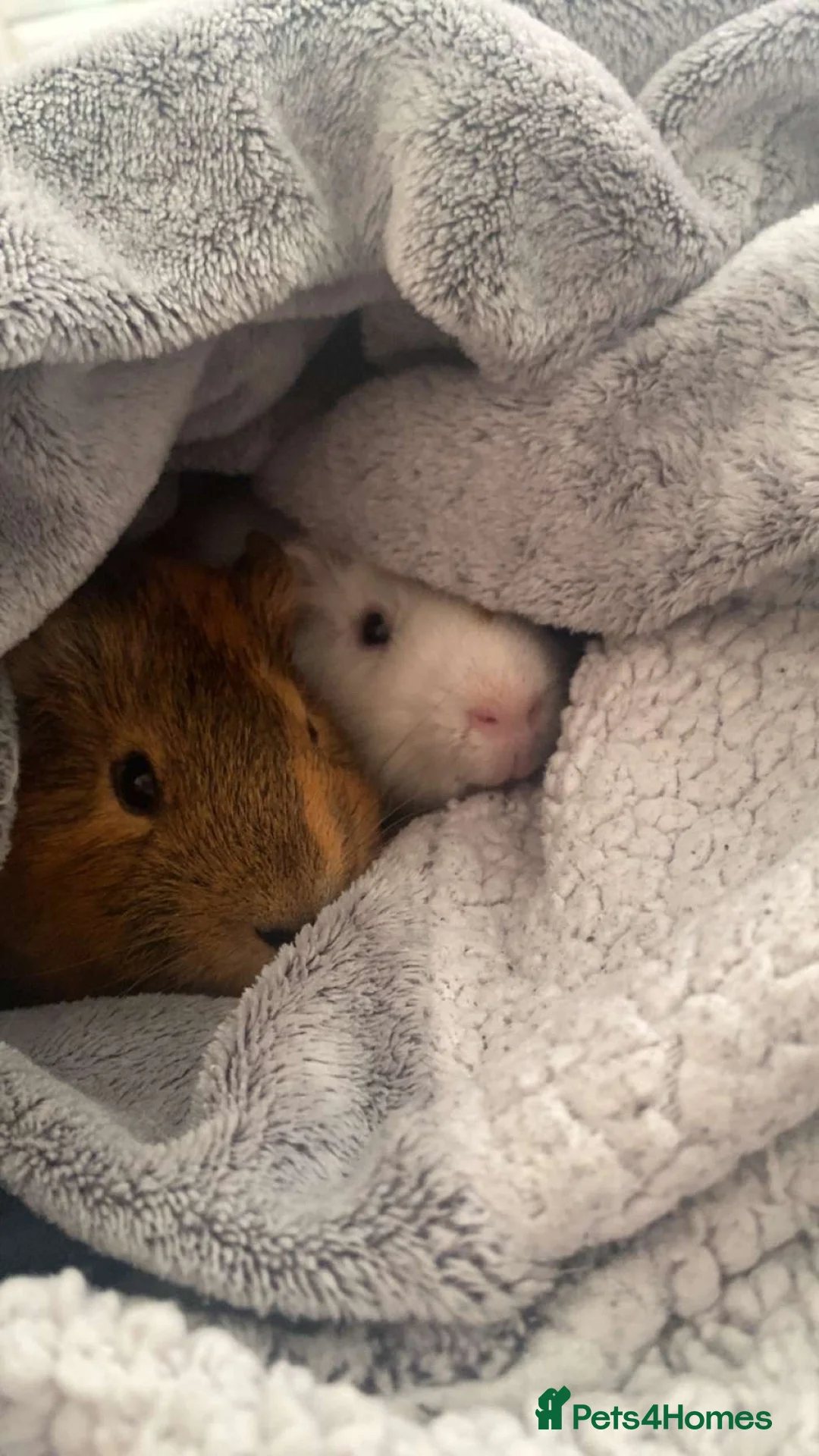 Guinea Pig rodents for sale: Ben & Kevin  - Advert 3