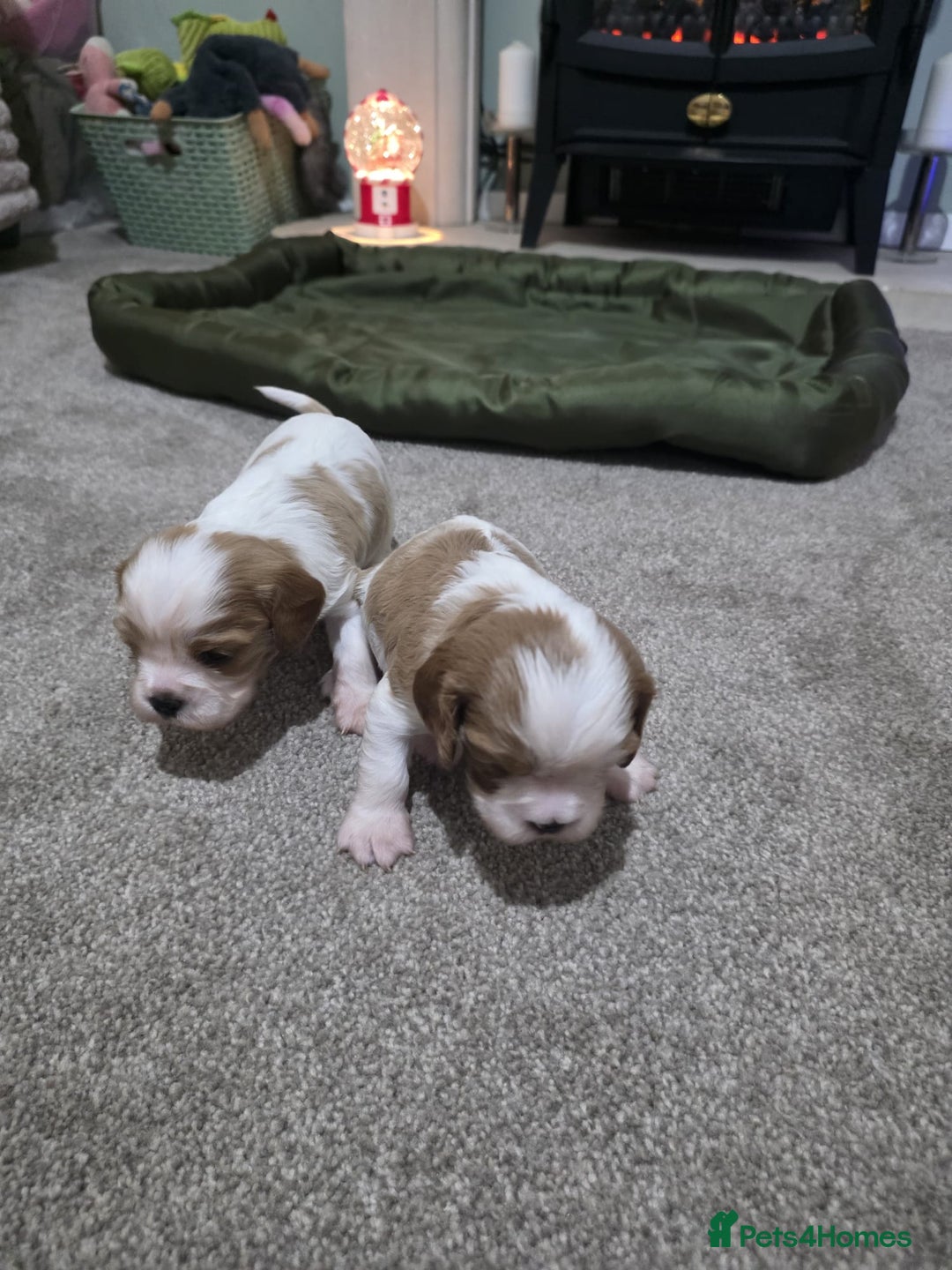 Cavalier King Charles Spaniel dogs for sale: Cavalier king charles puppies  - Advert 11