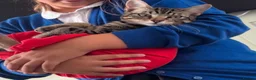 Mixed Breed cats for sale: 7-Month-Old Male tabby cat neutered & microchipped - Advert 5