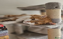 Mixed Breed cats for adoption: Male Rescue Cat for Indoor Adoption - Image 16