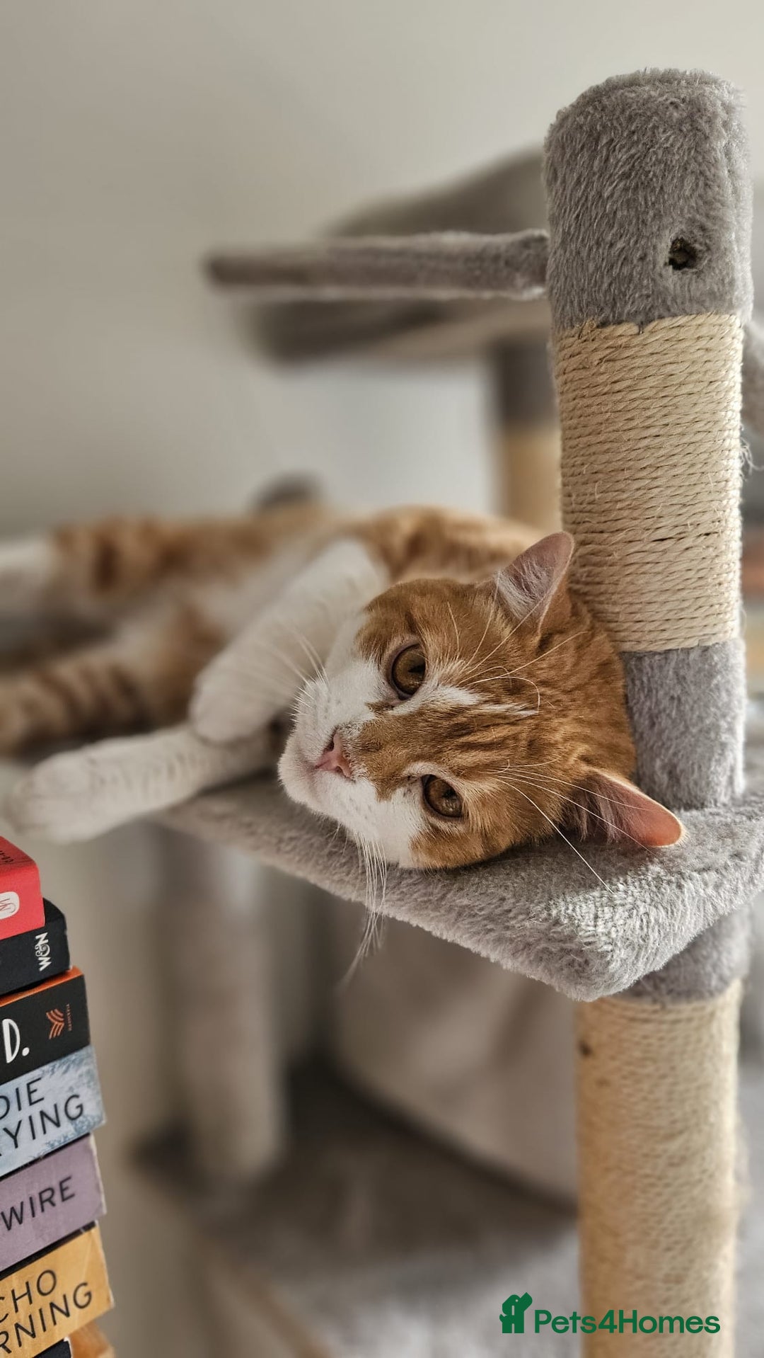 Mixed Breed cats for adoption: Male Rescue Cat for Indoor Adoption - Image 16