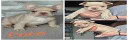 French Bulldog dogs for sale: One stunning DWKC pup left  - Advert 14