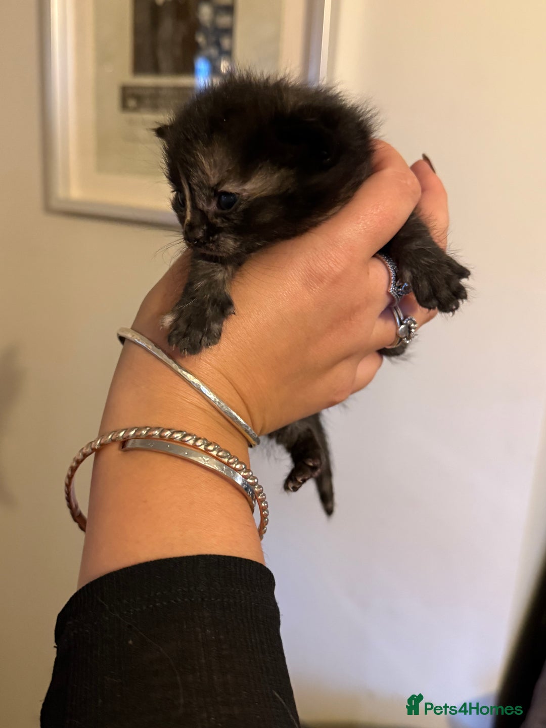 Mixed Breed cats for sale: Lovely mixed breed Kitrens for sale.  - Image 19