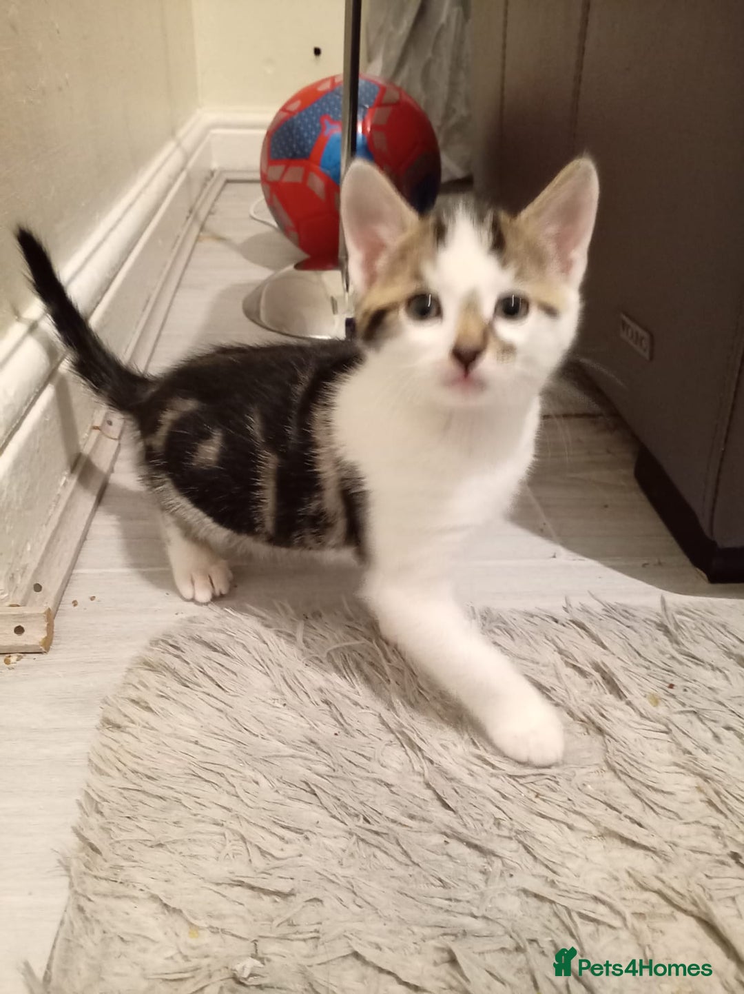 Mixed Breed cats for sale: 4 Handsome Male kittens 9week old - Advert 3