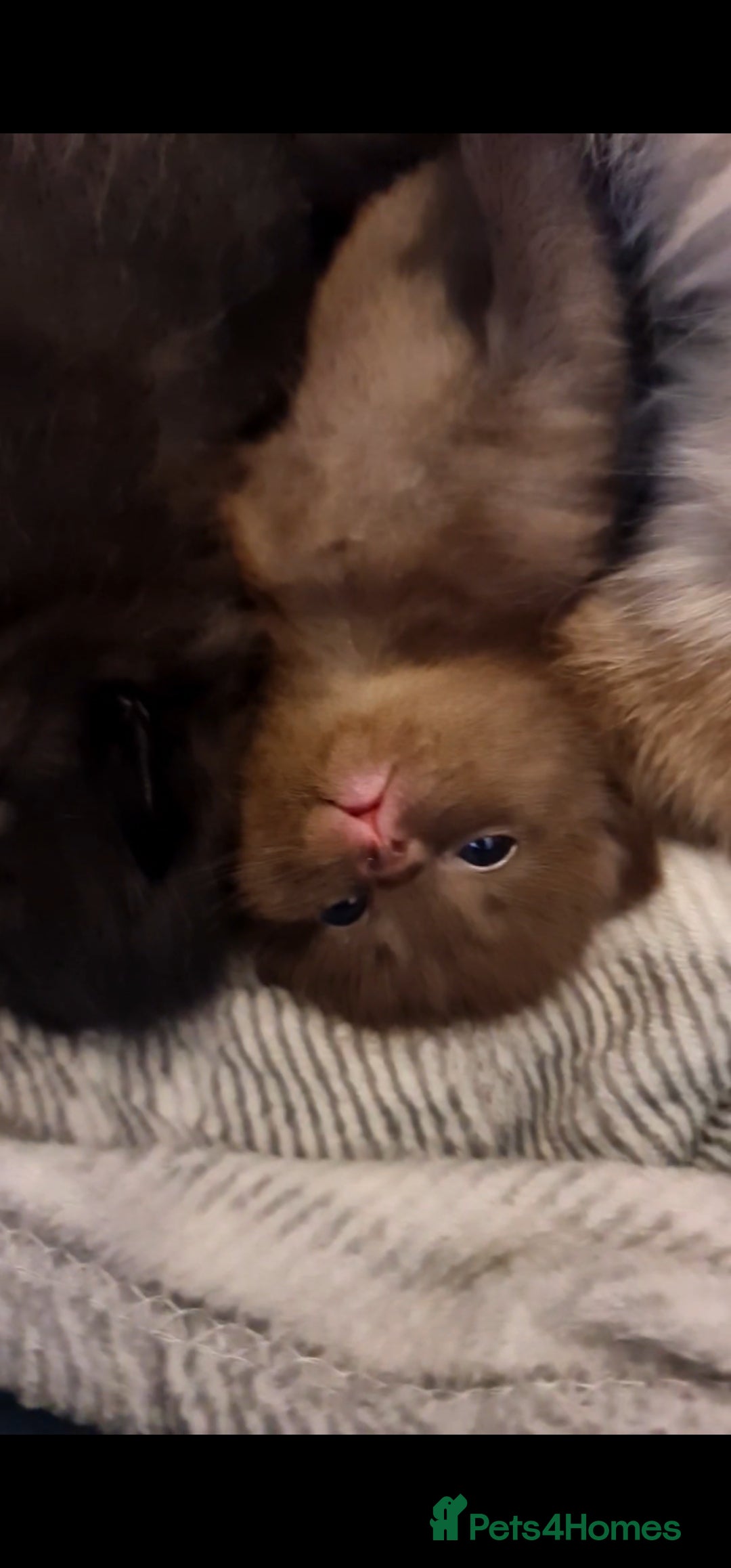 British Shorthair cats Chocolate/cinnamon British shorthair/ragdoll  - Advert 16