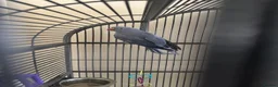 Ringnecks birds for sale: Male & Female Indian Ringneck - Advert 6