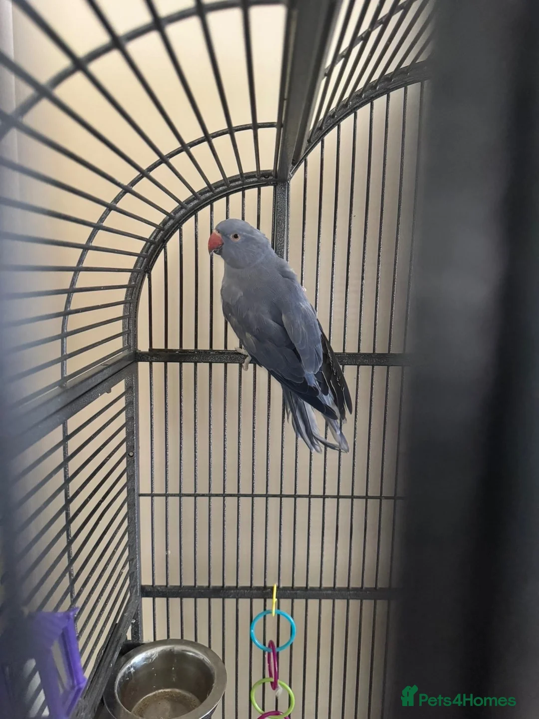 Ringnecks birds for sale: Male & Female Indian Ringneck - Advert 6