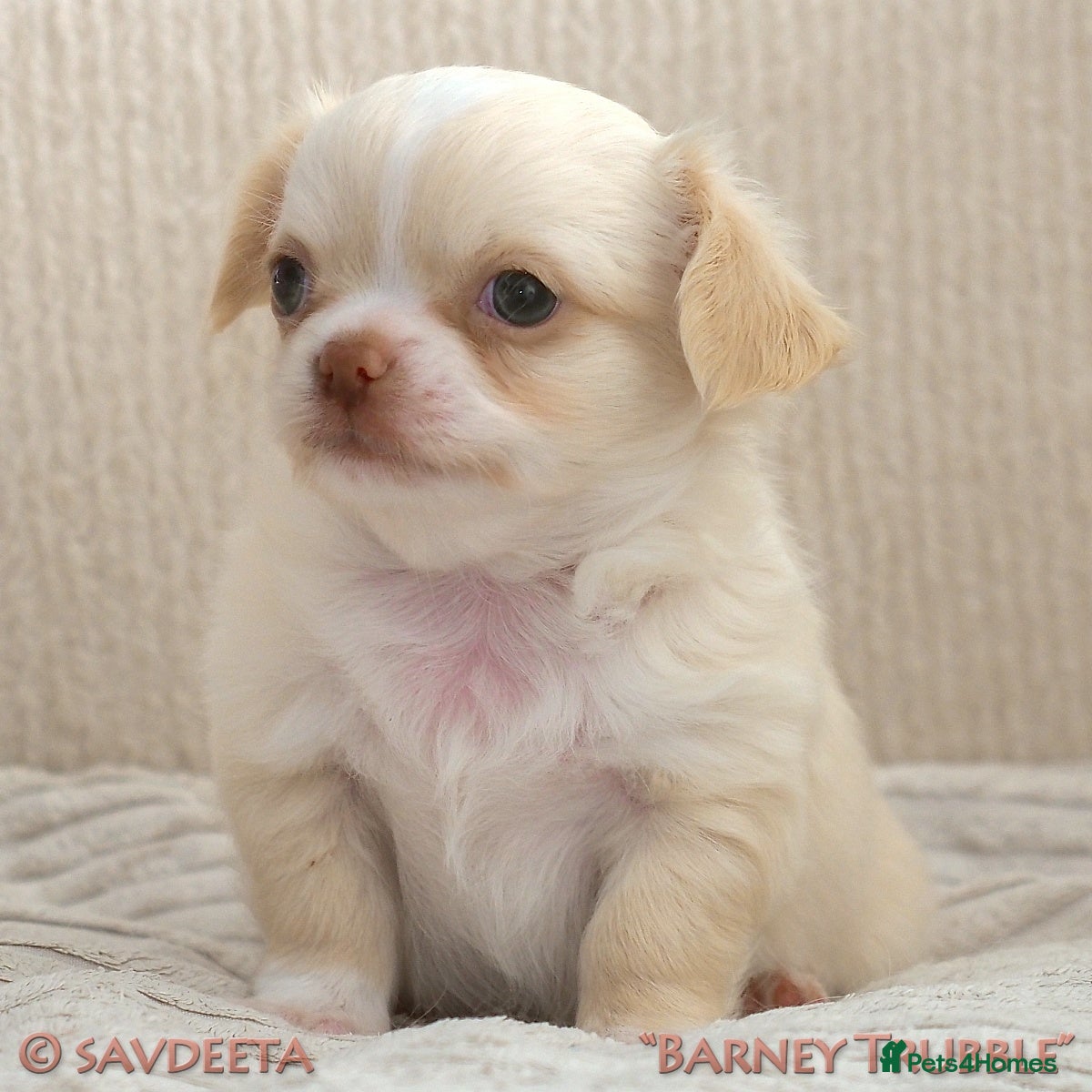 Chihuahua dogs Adorable KC Reg Long-coat Chihuahua Puppies - Advert 2