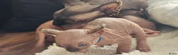 Sphynx cats for sale: 5 star kittens for 5 star homes - Advert 23