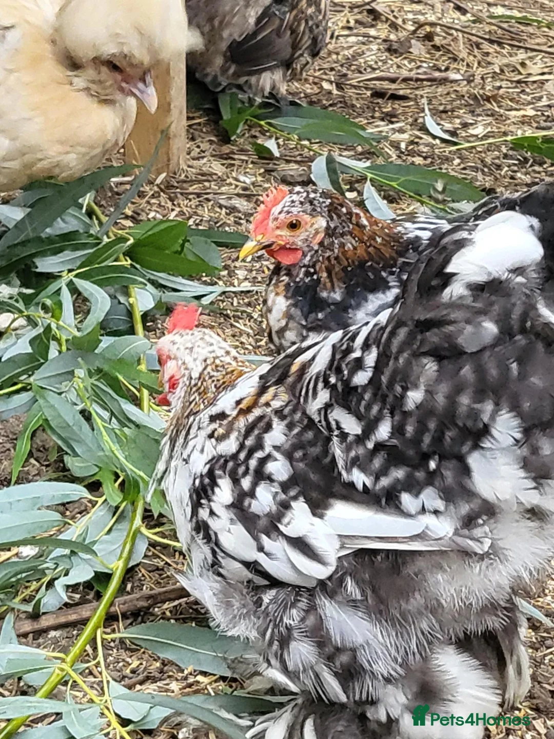 Chickens poultry for sale: Pekin trio mille fluer - Advert 2