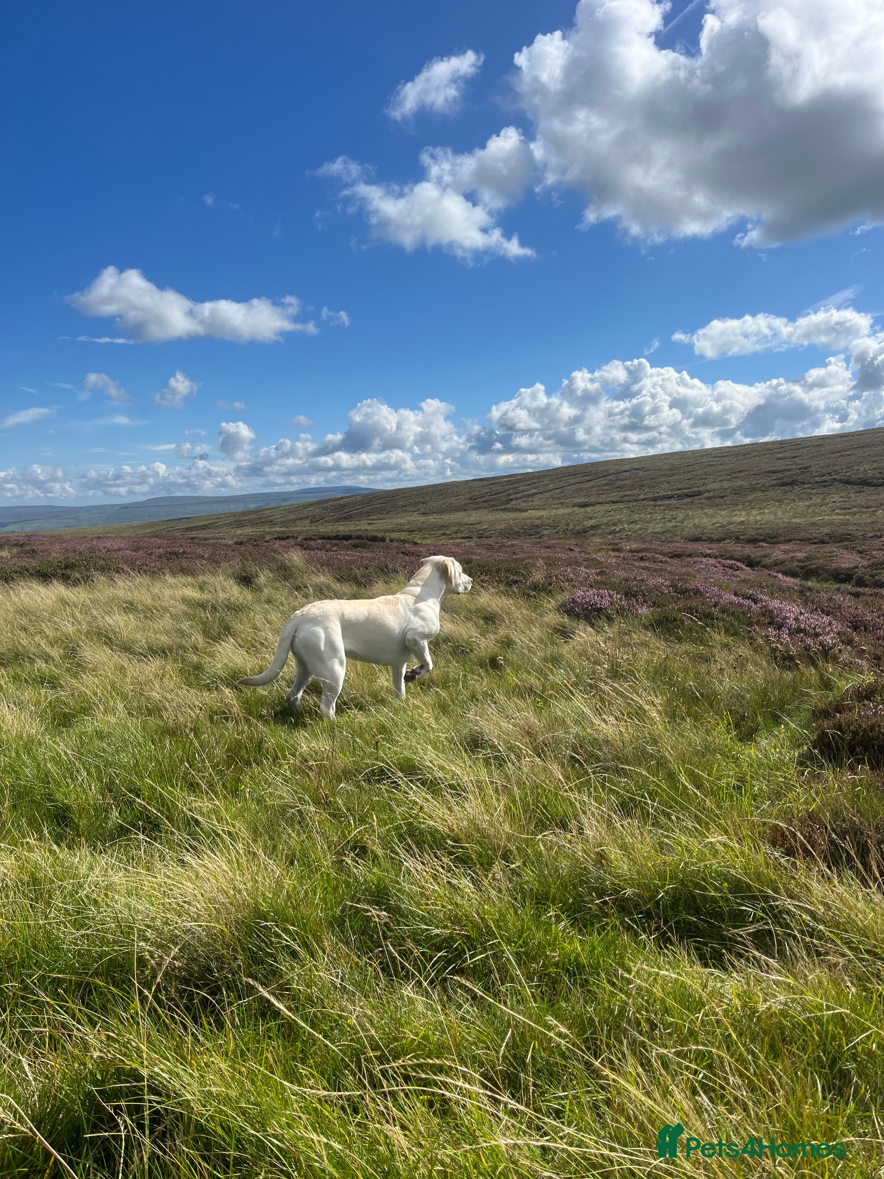 Labrador Retriever dogs Labrador puppies for sale  - Advert 4