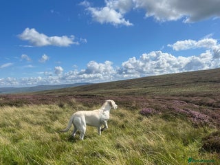 Labrador Retriever dogs Labrador puppies for sale - Advert 2