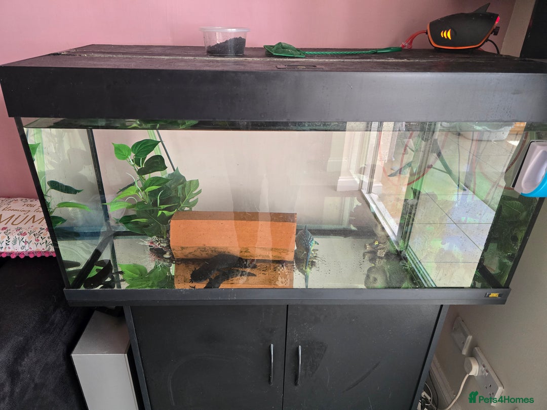 Axolotl reptiles for sale: 2 axolotls with tank and stand setup - Image 3