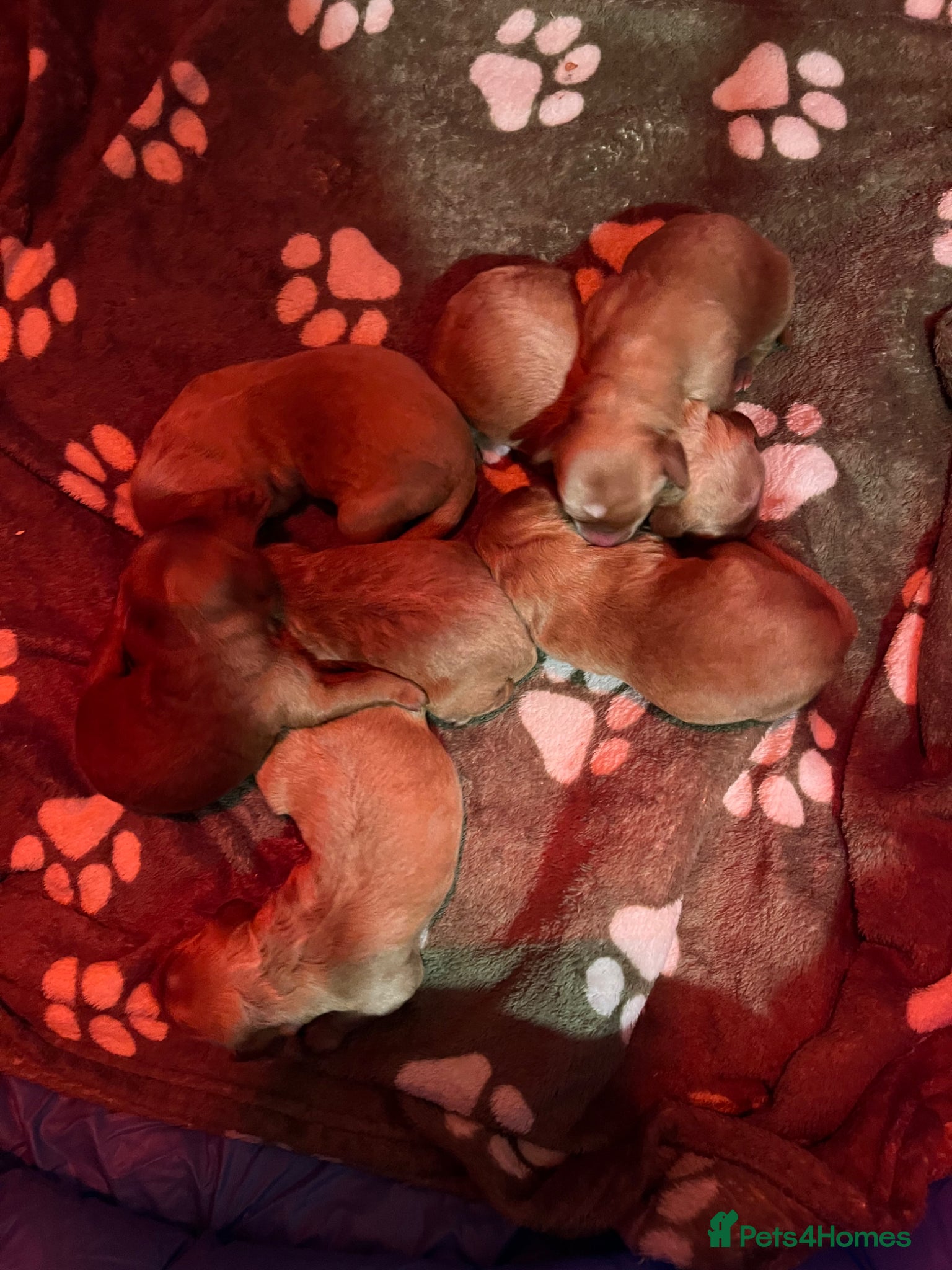 Australian Labradoodle dogs Pure Australian Cobberdog PP - Advert 1